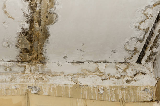 Mold Odor Removal Services in Fox Lake, WI